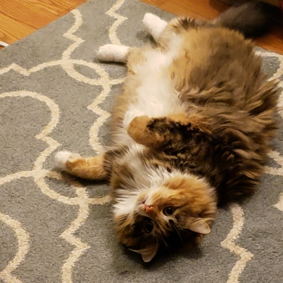 Photo Shoot (for wet-food🥫🍛🦀🦐) - Picture 8 of 9